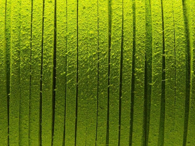 0,42EUR/m - 6 m Wildlederimitat 3 x 1,5 mm grün, flach