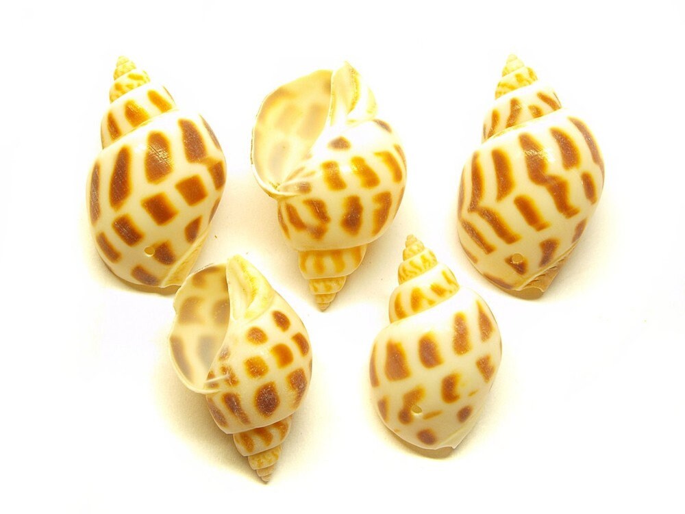 6 Stück Anhänger Muscheln Spiralmuscheln gebohrt groß